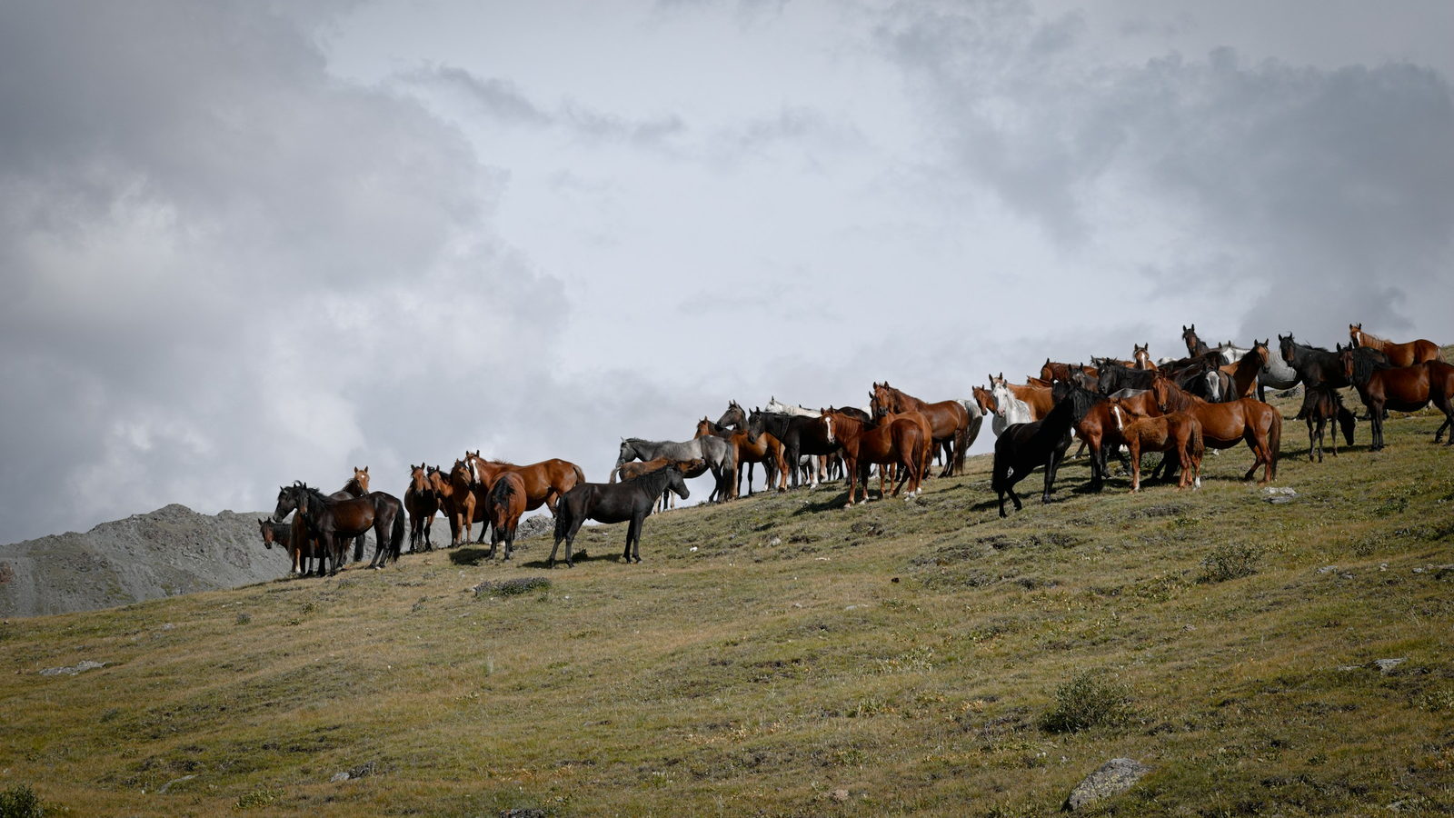 A herd of horses grazing along the crest of a grassy ridge in the Dzungarian Alatau